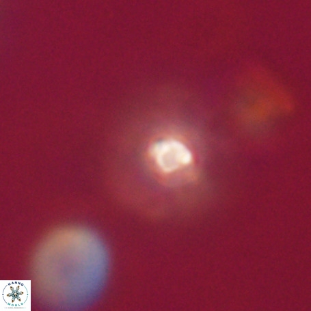 Pseudotriquetrorhabdulus stilus VR 31206