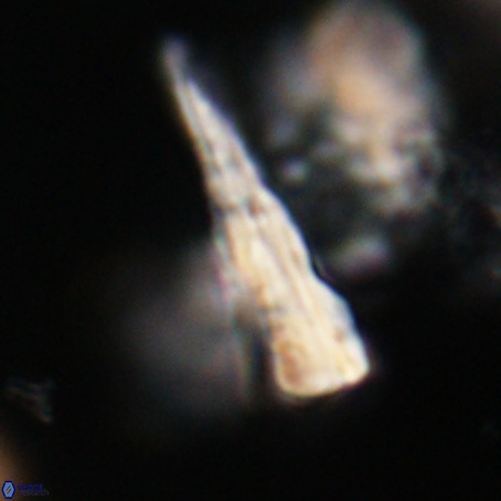 Pseudotriquetrorhabdulus stilus VR 31207