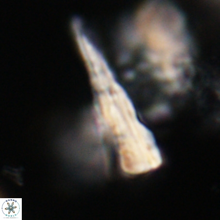 Pseudotriquetrorhabdulus stilus VR 31207