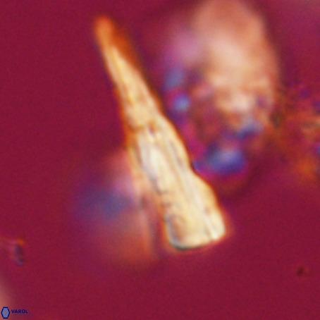 Pseudotriquetrorhabdulus stilus VR 31208