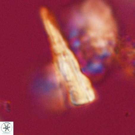 Pseudotriquetrorhabdulus stilus VR 31208
