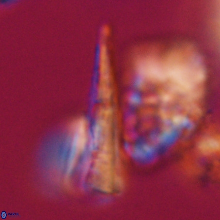 Pseudotriquetrorhabdulus stilus VR 31209