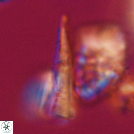 Pseudotriquetrorhabdulus stilus VR 31209