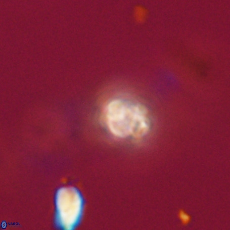 Pseudotriquetrorhabdulus stilus VR 31200