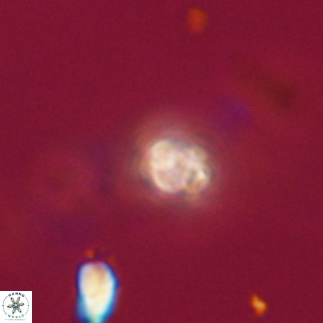 Pseudotriquetrorhabdulus stilus VR 31200