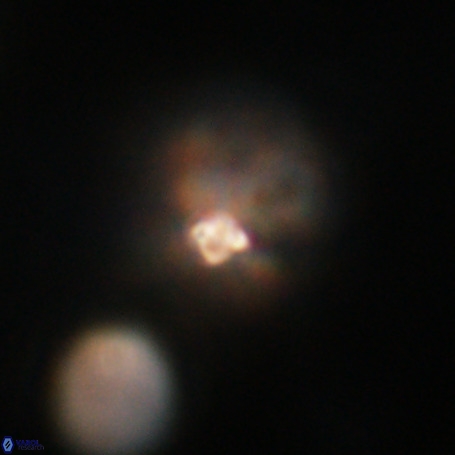 Pseudotriquetrorhabdulus stilus VR 31201
