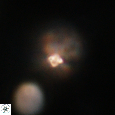 Pseudotriquetrorhabdulus stilus VR 31201