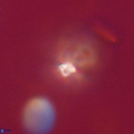Pseudotriquetrorhabdulus stilus VR 31202