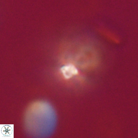 Pseudotriquetrorhabdulus stilus VR 31202