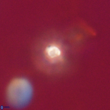 Pseudotriquetrorhabdulus stilus VR 31203