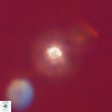 Pseudotriquetrorhabdulus stilus VR 31203