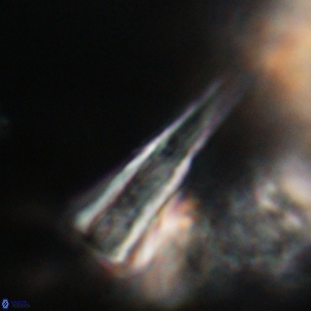 Pseudotriquetrorhabdulus stilus VR 31214