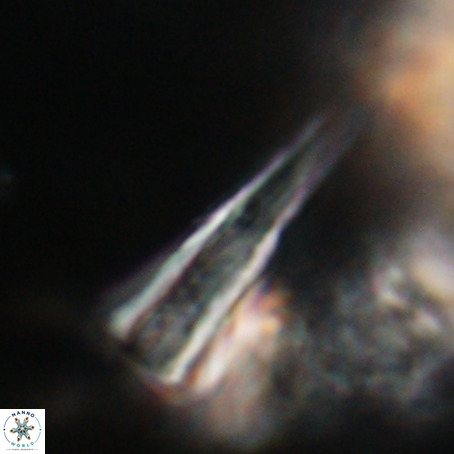 Pseudotriquetrorhabdulus stilus VR 31214