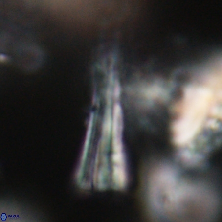 Pseudotriquetrorhabdulus stilus VR 31215
