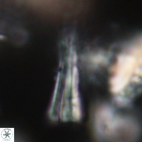 Pseudotriquetrorhabdulus stilus VR 31215