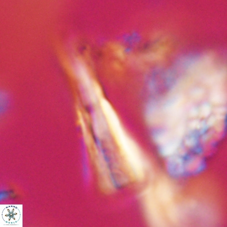 Pseudotriquetrorhabdulus stilus VR 31217
