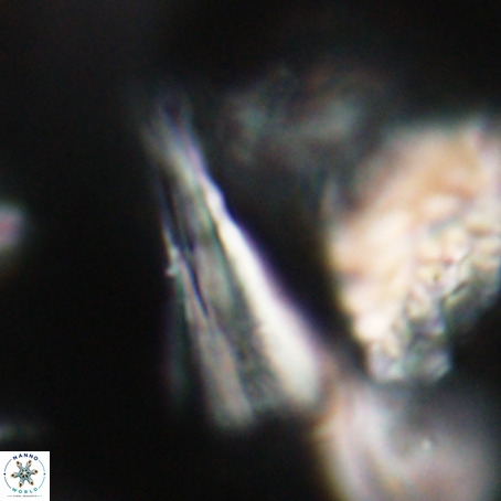 Pseudotriquetrorhabdulus stilus VR 31218