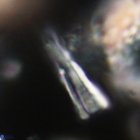 Pseudotriquetrorhabdulus stilus VR 31219