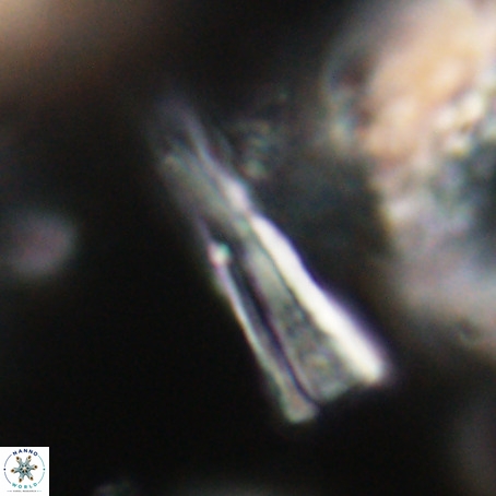 Pseudotriquetrorhabdulus stilus VR 31219