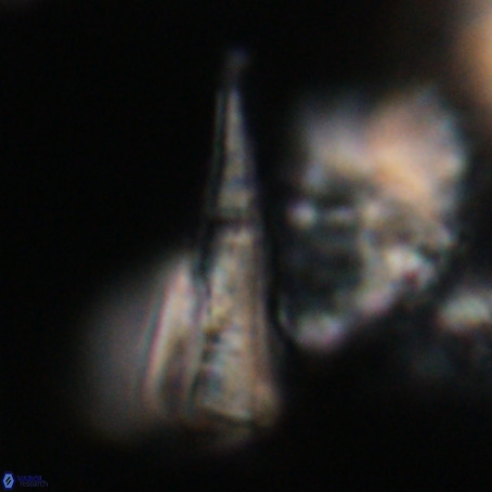 Pseudotriquetrorhabdulus stilus VR 31210