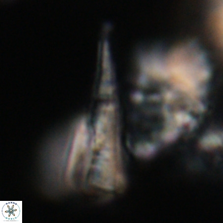 Pseudotriquetrorhabdulus stilus VR 31210