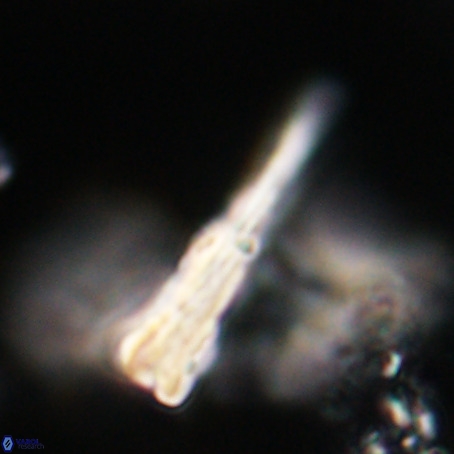 Pseudotriquetrorhabdulus stilus VR 31211