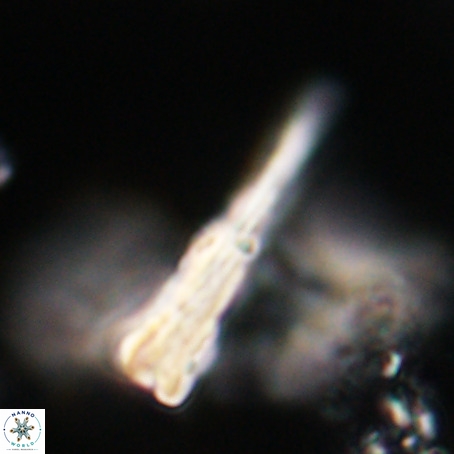 Pseudotriquetrorhabdulus stilus VR 31211