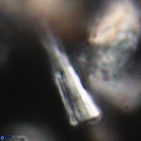 Pseudotriquetrorhabdulus stilus VR 31224
