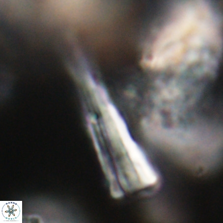 Pseudotriquetrorhabdulus stilus VR 31224