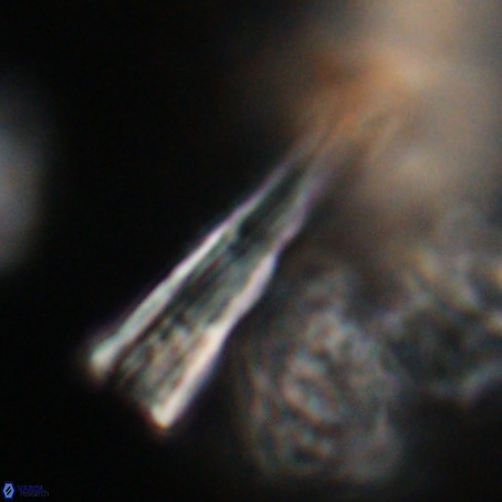 Pseudotriquetrorhabdulus stilus VR 31225