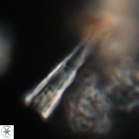 Pseudotriquetrorhabdulus stilus VR 31225