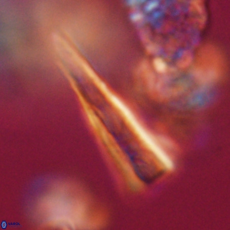 Pseudotriquetrorhabdulus stilus VR 31227