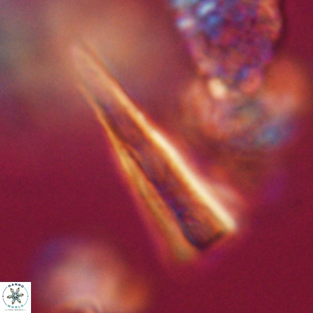 Pseudotriquetrorhabdulus stilus VR 31227