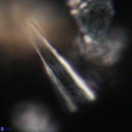 Pseudotriquetrorhabdulus stilus VR 31228