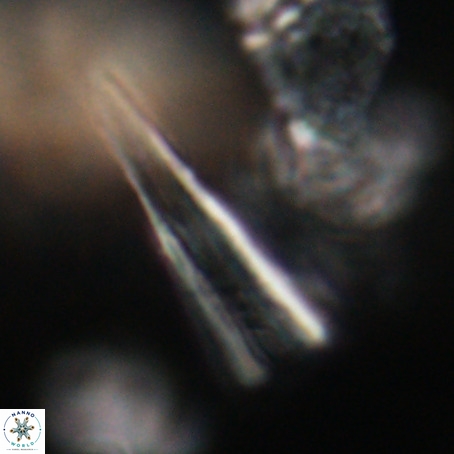 Pseudotriquetrorhabdulus stilus VR 31228