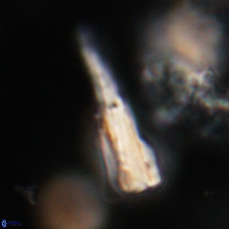 Pseudotriquetrorhabdulus stilus VR 31229