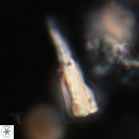 Pseudotriquetrorhabdulus stilus VR 31229