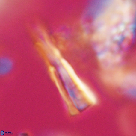 Pseudotriquetrorhabdulus stilus VR 31220