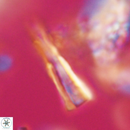 Pseudotriquetrorhabdulus stilus VR 31220
