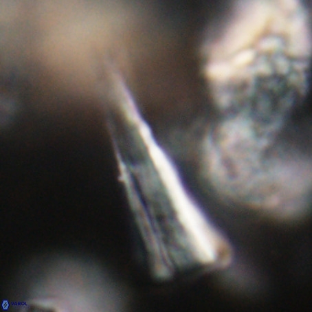 Pseudotriquetrorhabdulus stilus VR 31221