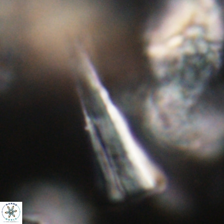 Pseudotriquetrorhabdulus stilus VR 31221