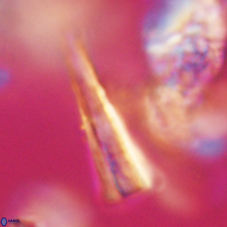 Pseudotriquetrorhabdulus stilus VR 31222