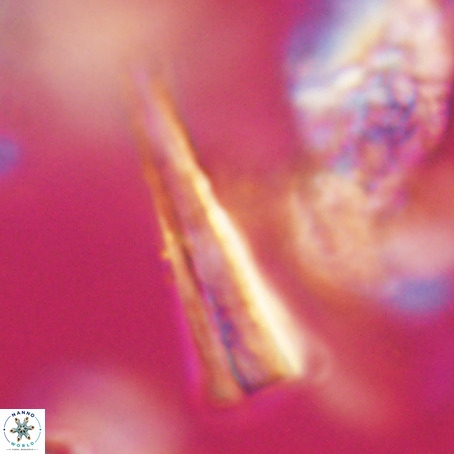 Pseudotriquetrorhabdulus stilus VR 31222
