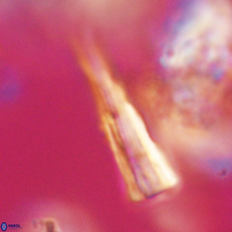 Pseudotriquetrorhabdulus stilus VR 31223