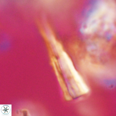 Pseudotriquetrorhabdulus stilus VR 31223