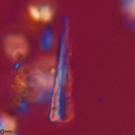 Pseudotriquetrorhabdulus stilus VR 31234