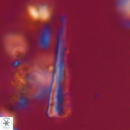 Pseudotriquetrorhabdulus stilus VR 31234