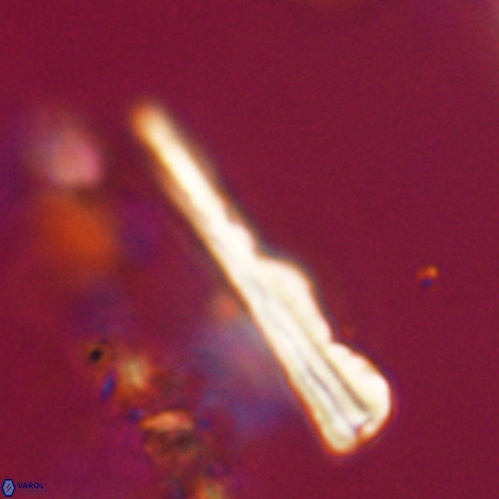 Pseudotriquetrorhabdulus stilus VR 31235