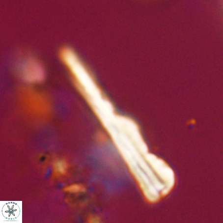 Pseudotriquetrorhabdulus stilus VR 31235