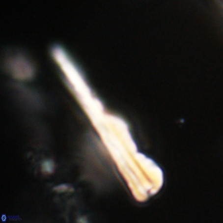 Pseudotriquetrorhabdulus stilus VR 31236